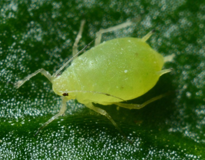 Aphid