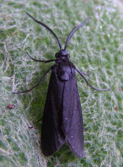 Bamboo moth / Te pūrēhua pamupū. Photo by Robert Hoare