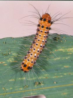 Larva of bamboo moth