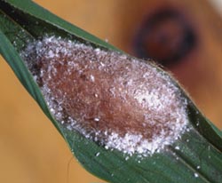 Pupa of bamboo moth