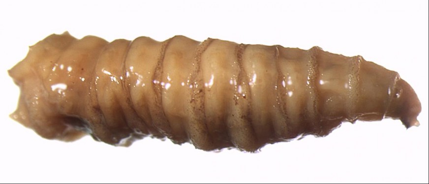 Blowfly maggot. Image: Cleveland Museum of Natural History