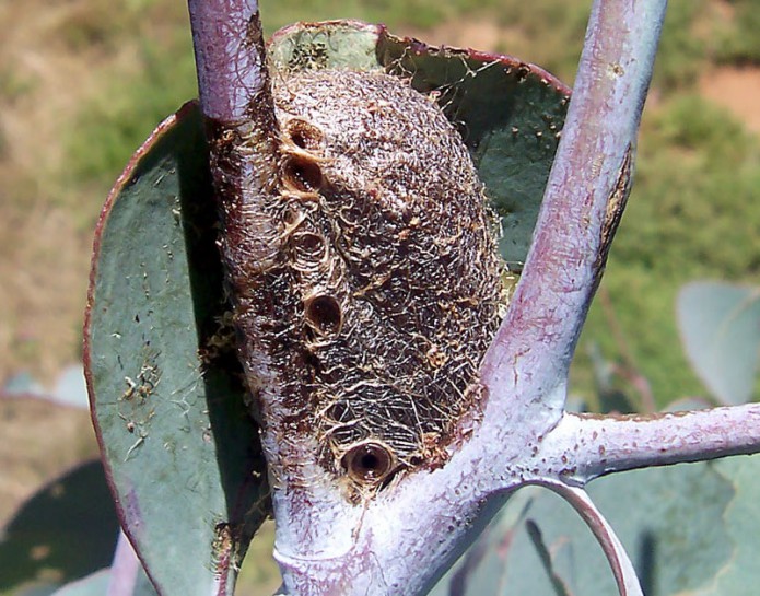 Gum Emperor moth [Opodiphthera eucalypti] Image: Fir0002 talk (CC BY SA-3.0