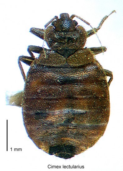 Bed bug / Te ngārara noho moenga