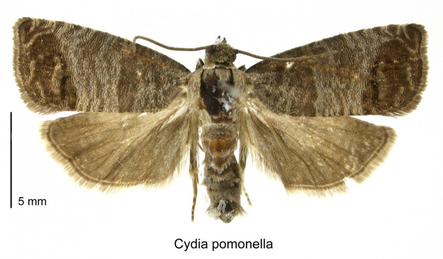 Codling moth / Te pūrēhua codling. [Cydia pomonella]