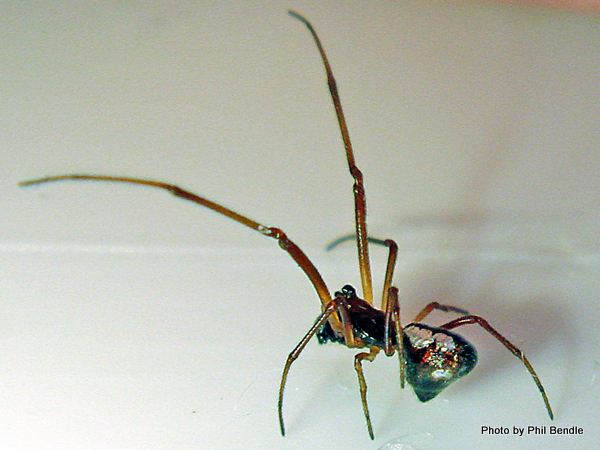 Dew-drop spider [Argyrodes antipodianus] Image: Phil Bendle Collection CitSciHub.nz 