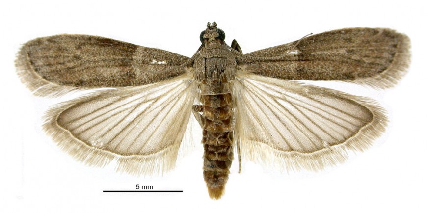 Dried fruit moth / Te pūrēhua huarākau tauraki [Ephestia cautella]