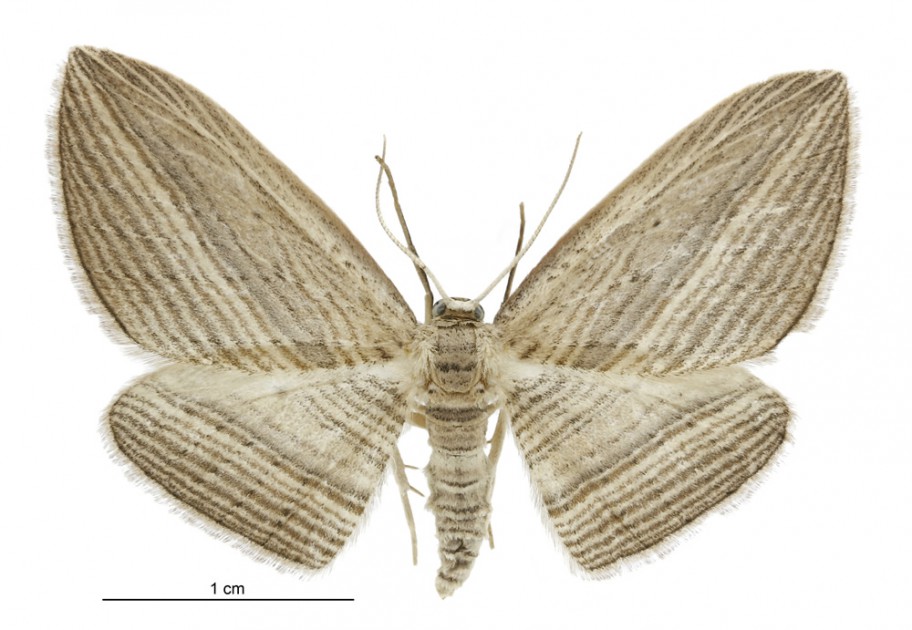 Cabbage tree moth » Manaaki Whenua