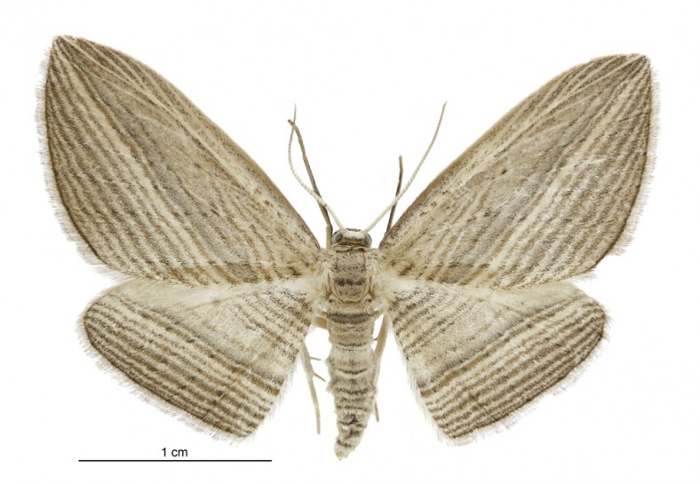 Cabbage tree moth / Te pūrēhua noho tī (female)