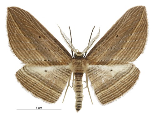 Cabbage tree moth » Manaaki Whenua