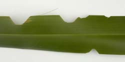 Flax leaves showing notches made by caterpillars