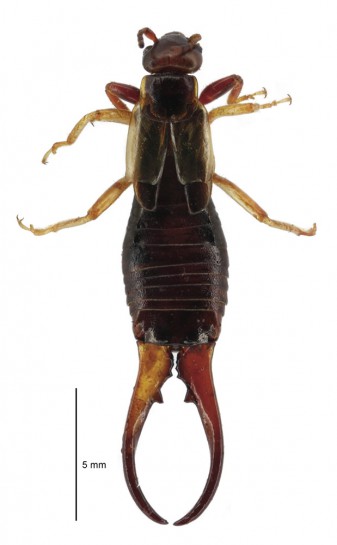 European earwig / Te matā o Ūropi [Forficula auricularia]