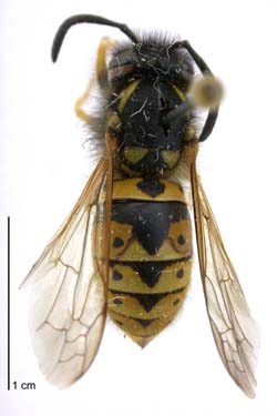 German wasp / Te katipō Tiamana [Vespula germanica]