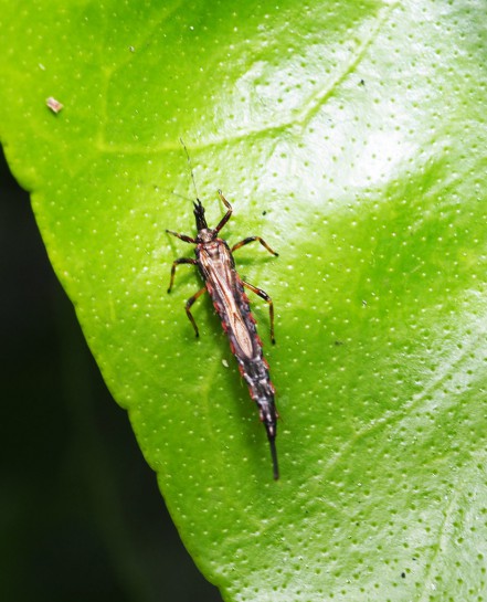 Giant thrip [Idolothrips spectrum]. Image: mike68lusk / CC-BY-NC