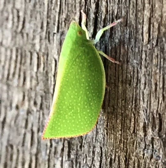 Green planthopper [Siphanta acuta] Eric Simons (CC-BY-NC-SA 4.0)