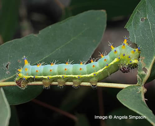 Gum Emperor moth [Opodiphthera eucalypti] caterpillar. Image: Angela Simpson