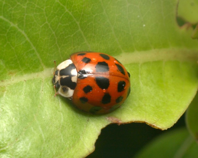 Harlequin ladybird [Harmonia axyridis]. Image: Jacob Littlejohn / CC-BY-SA