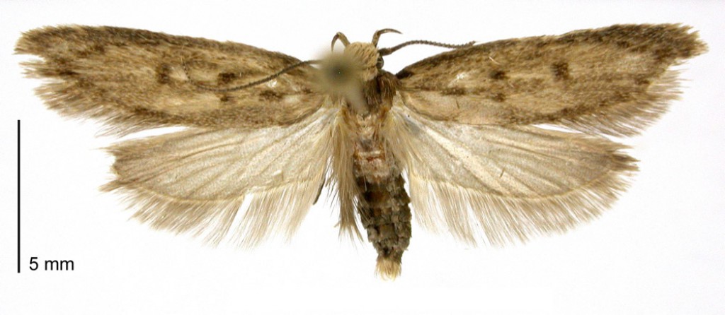 The Brown House Moth - A Homeowners Guide