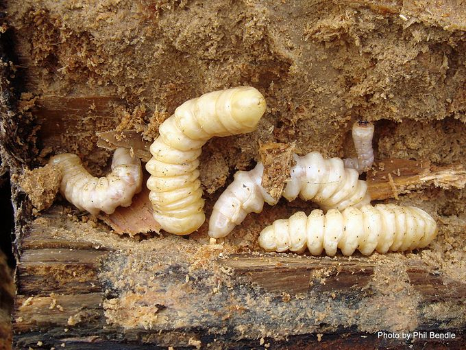 Huhu beetle [Prionoplus reticularis] larvae. Image: Phil Bendle Collection, CitSciHub.nz