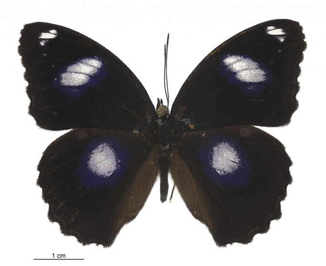 Blue moon butterfly (male)