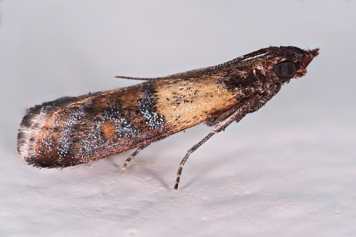 Indian meal moth larva » Manaaki Whenua