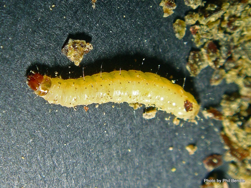 Indian Meal Moth Larva Manaaki Whenua