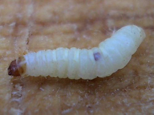 Indian meal moth larva » Manaaki Whenua