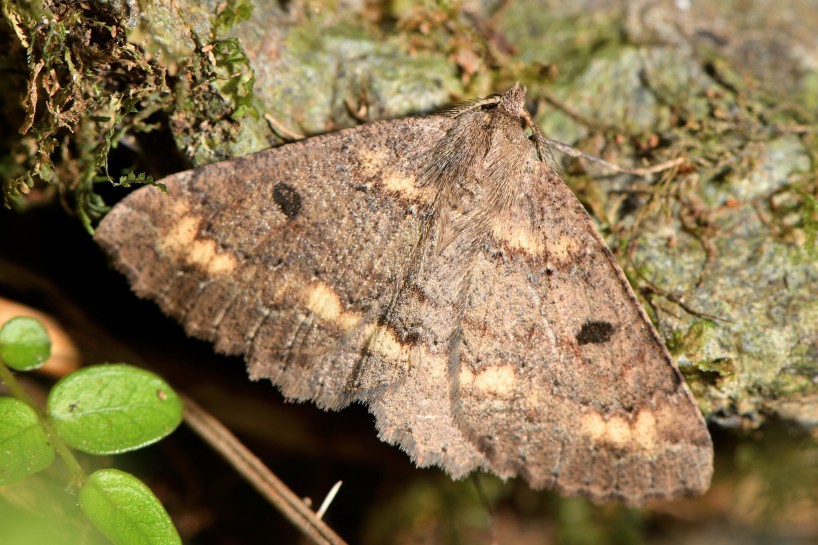 Kawakawa looper. Image: Dougal Townsend /CC-BY-NC