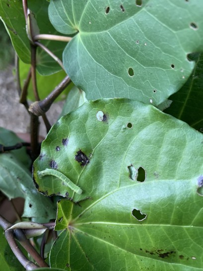 Kawakawa Looper caterpillar damage. Image: jemmarosie / CC-BY-NC