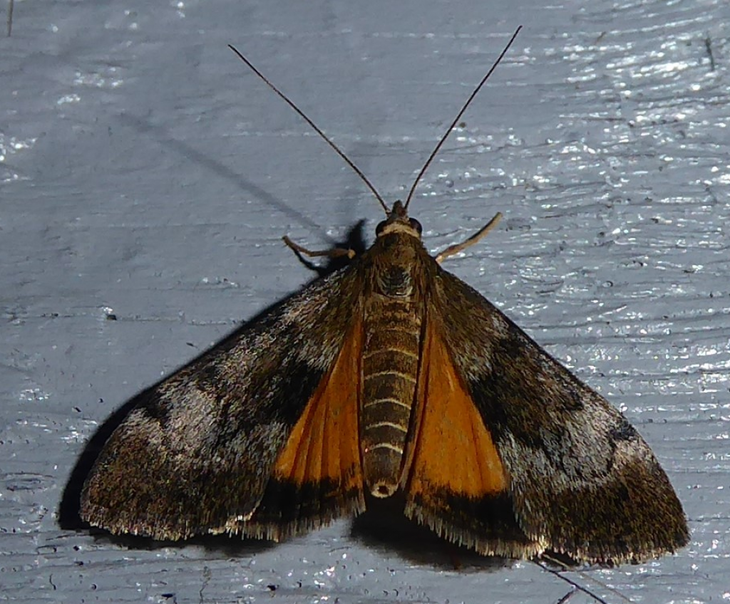 Kowhai Moth Caterpillar Manaaki Whenua