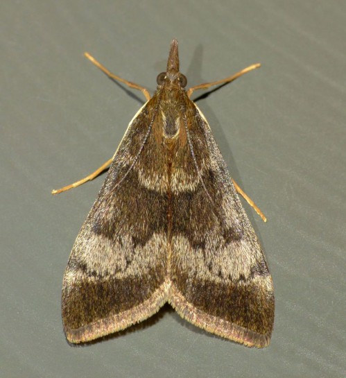 Kowhai moth. Image: Steve Kerr / CC-BY