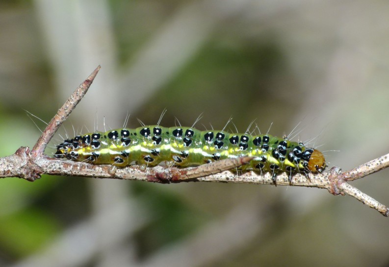 Kowhai moth caterpillar. Image: Steve Kerr / CC-BY