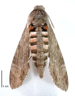 Kumara moth / Te hīhue