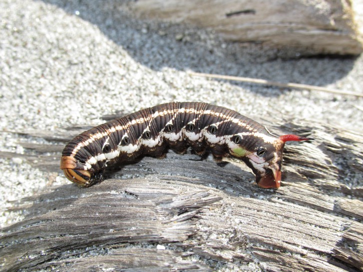 Kumara moth larva. Image: Robert Briggs / CC-BY-SA