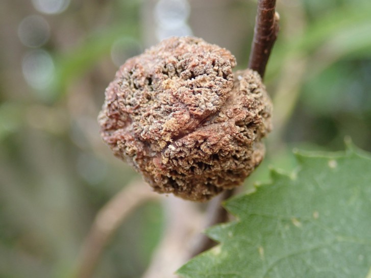 Lacebark Gall Mite [Eriophyes hoheriae]. Image: MC Barnhart / CC-BY-NC