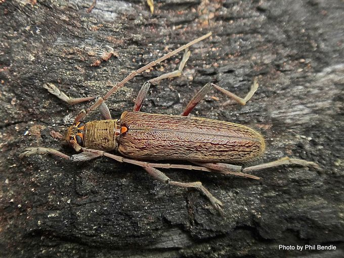 Lemon Tree Borer [Oemona hirta]. Image: Phil Bendle Collection, CitSciHub.nz