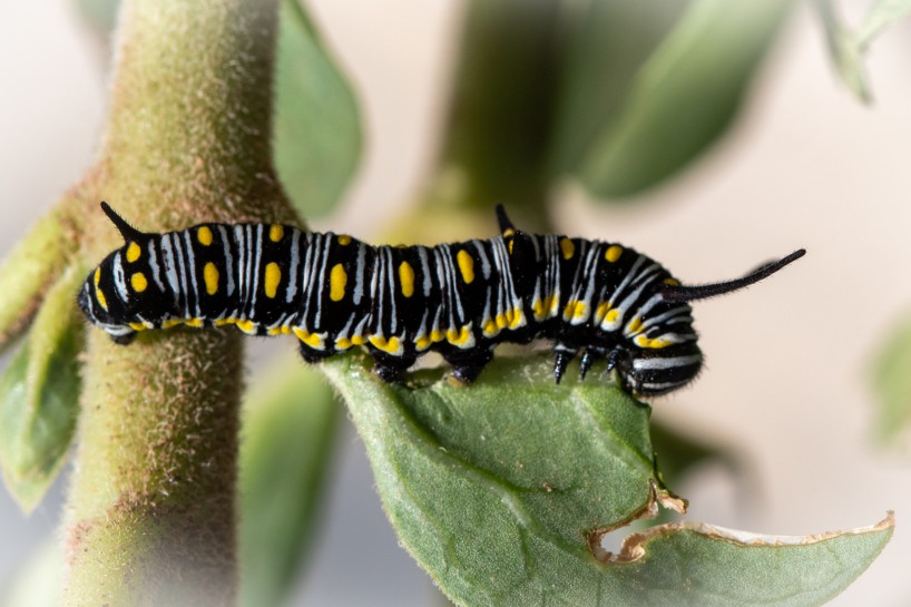 Lesser wanderer [Danaus petilia] caterpillar. Image: belindacopland / CC-BY-NC