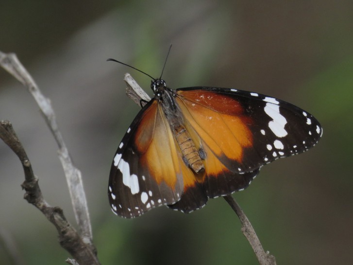 Lesser wanderer [Danaus petilia]. Image: gjn / CC-BY-NC