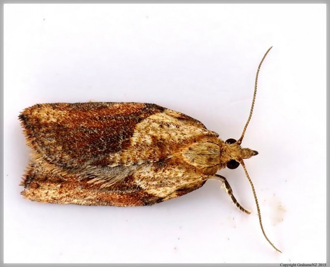 Light brown apple moth [Epiphyas postvittana]. Image: Grahame / CC-BY-NC-ND