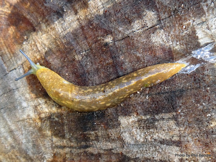 [Limacus flavus]. Image: Phil Bendle Collection, CitSciHub.nz