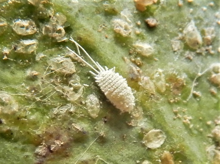 Longtailed Mealybug [Pseudococcus longispinus]. Image: Grey Smith / CC-BY-NC