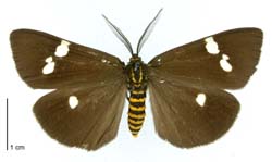 Magpie moth / Te pūrēhua makipai, te anuhe pea pūhuruhuru