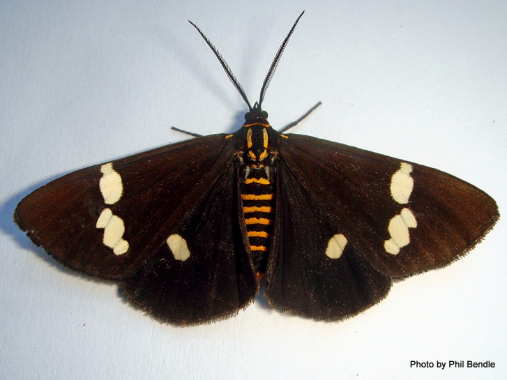 Magpie moth [Nyctemera annulata]. Image: Phil Bendle Collection, CitSciHub.nz