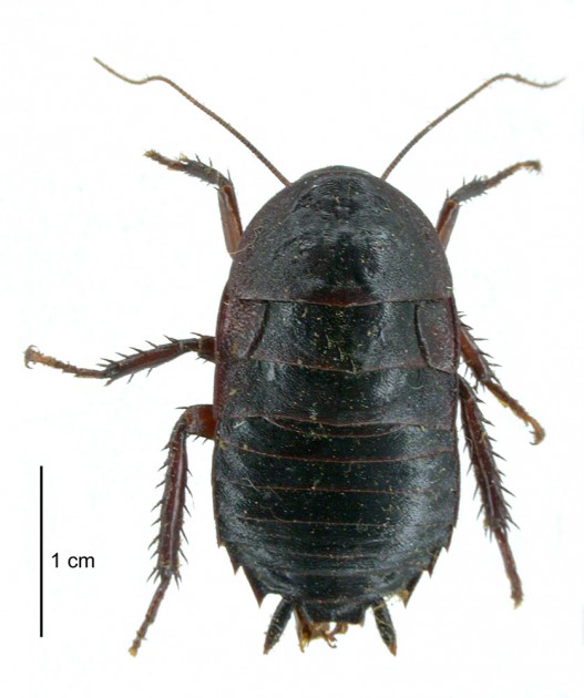 Black cockroach » Manaaki Whenua