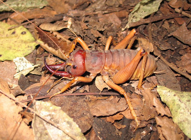 Mercury Island tusked wētā. Image: Chris Winks / PD