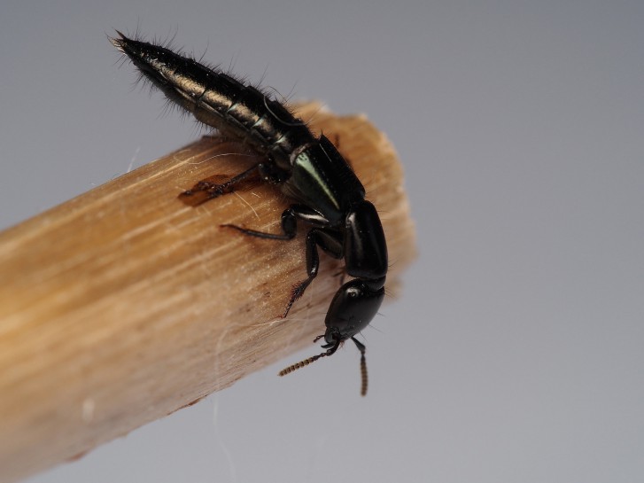 Metallic green rove beetle [Thyreocephalus orthodoxus]. Image: Tom / CC-BY