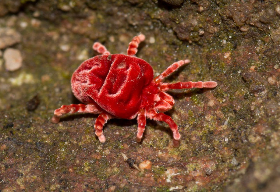 Mites Manaaki Whenua