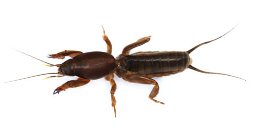 New Zealand mole cricket [Trimescaptor aotea]. Image; HughGilberd