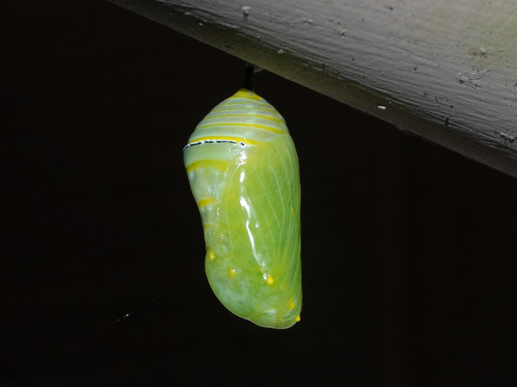 Monarch butterfly chrysalis Manaaki Whenua