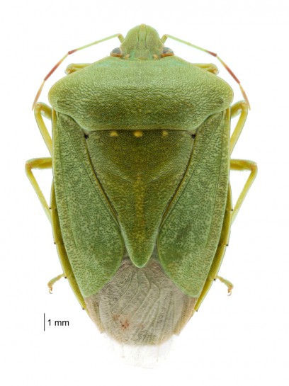 Green vegetable bug / Te ngārara huawhenua māota [Nezara viridula]