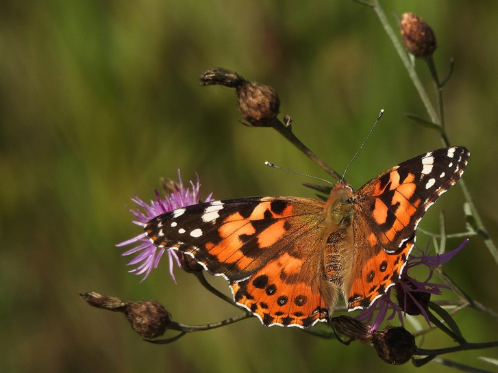 Painted lady butterfly. Image: jude_p / CC BY NC